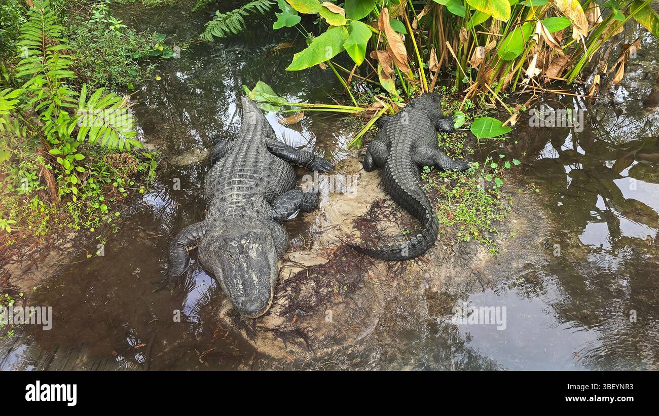 Alligatoren, Central Florida Zoo, Vereinigte Staaten von Amerika Stockfoto