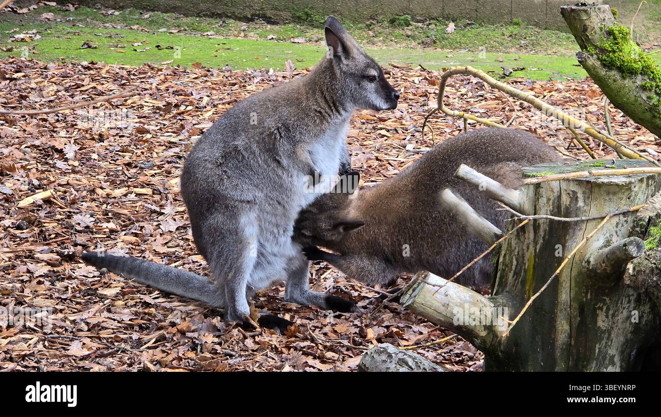 Rothals Wallaby, Vereinigtes Königreich Stockfoto