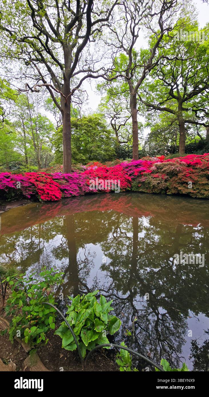 Azaleen, Isabella Plantation, Vereinigtes Königreich Stockfoto