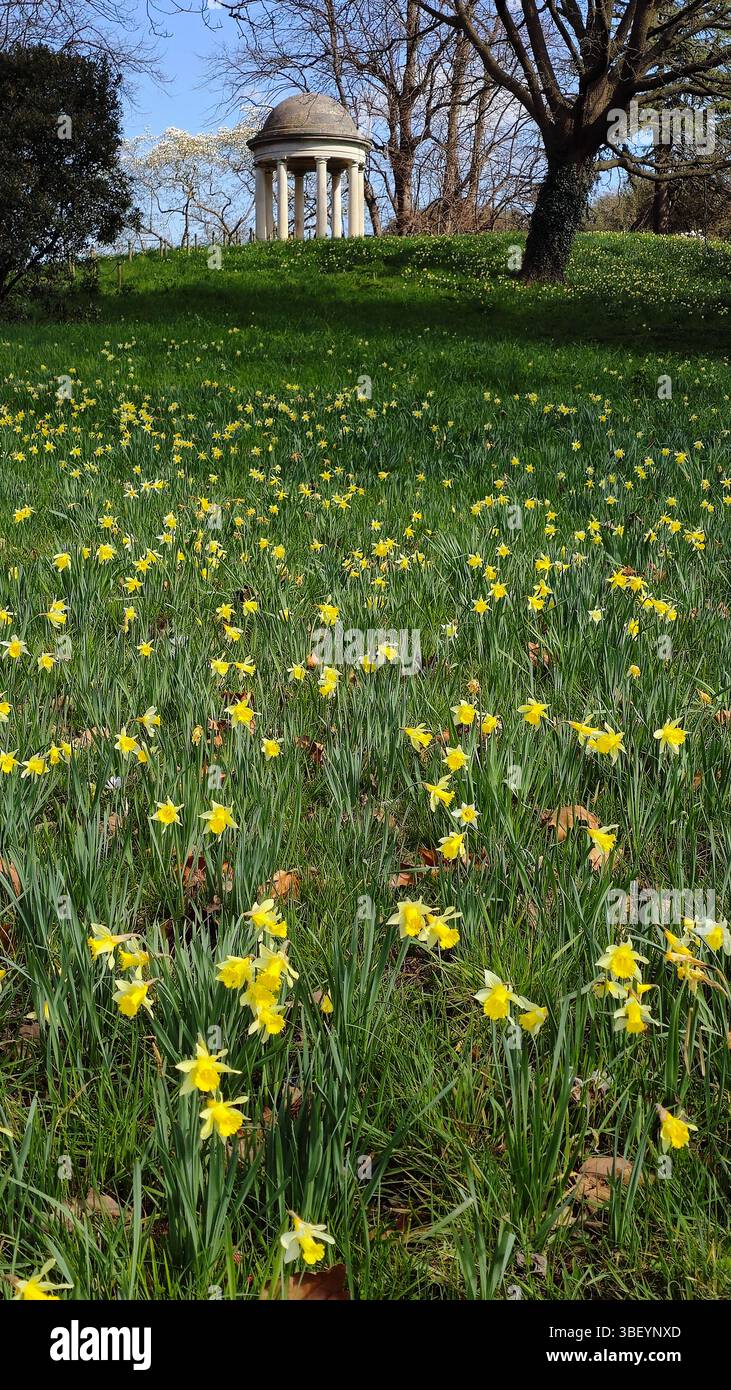 Daffodil Hill, Kew Gardens, Großbritannien Stockfoto