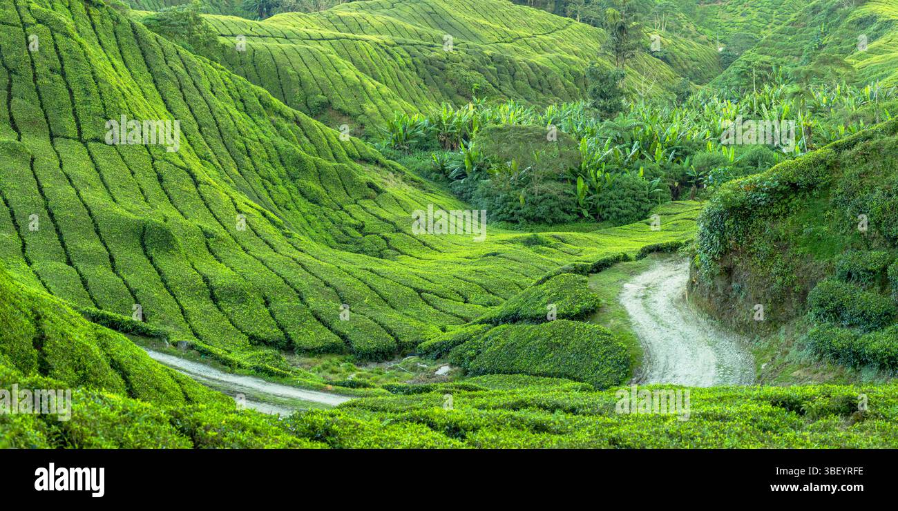 BOH Sungai Palas Teeplantage, Cameron Highlands, Pahang, Malaysia Stockfoto