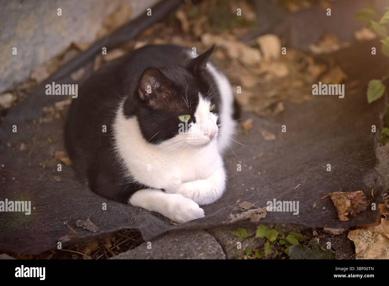 Süße Smoking-Katze, die sich im Garten sonnt Stockfoto