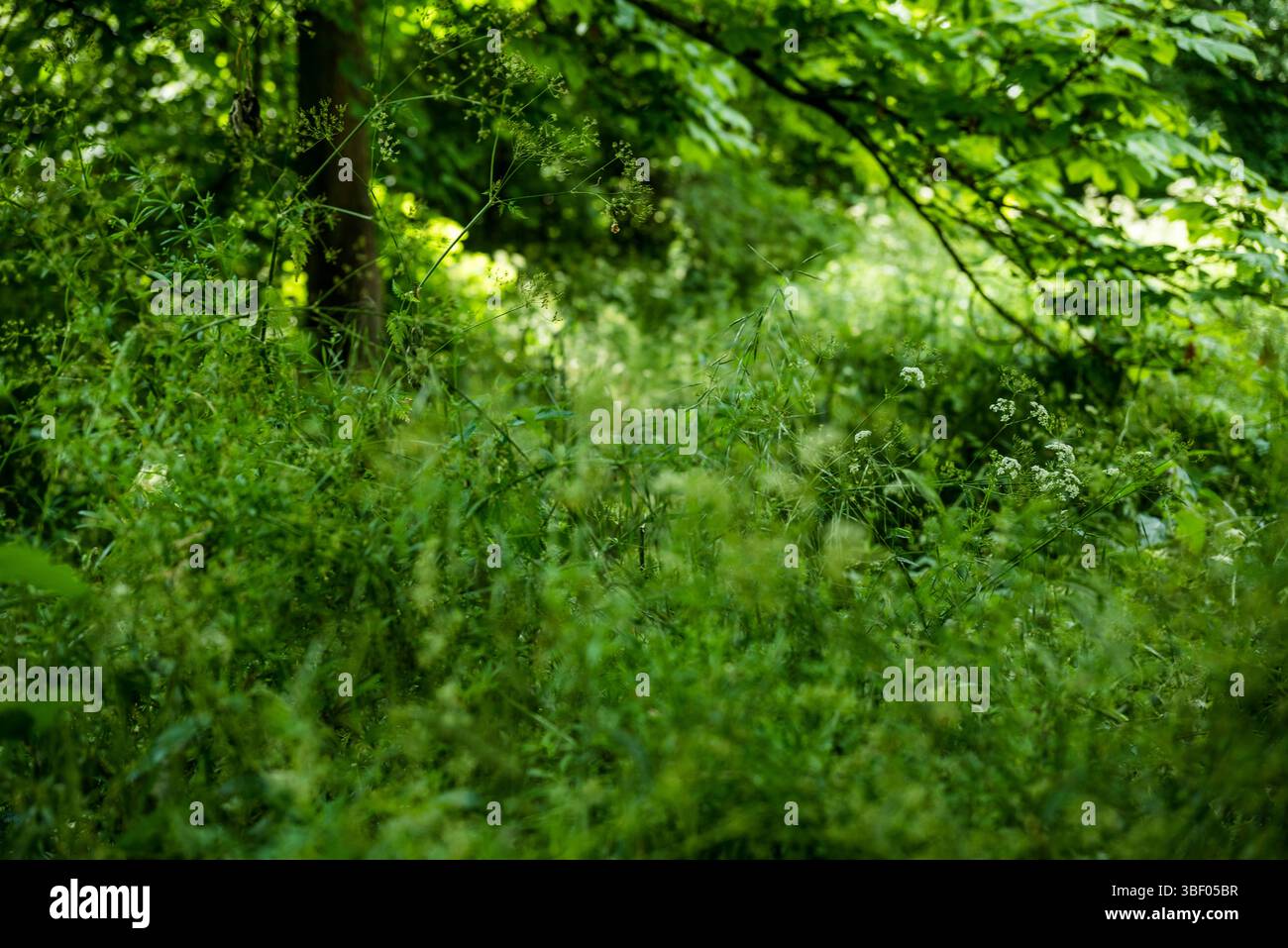 Bois de Vincennes, der größte öffentliche Park der Stadt, Paris, Frankreich Stockfoto