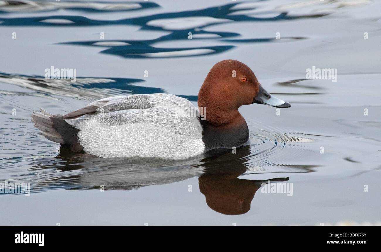 Tafelenten Stockfoto