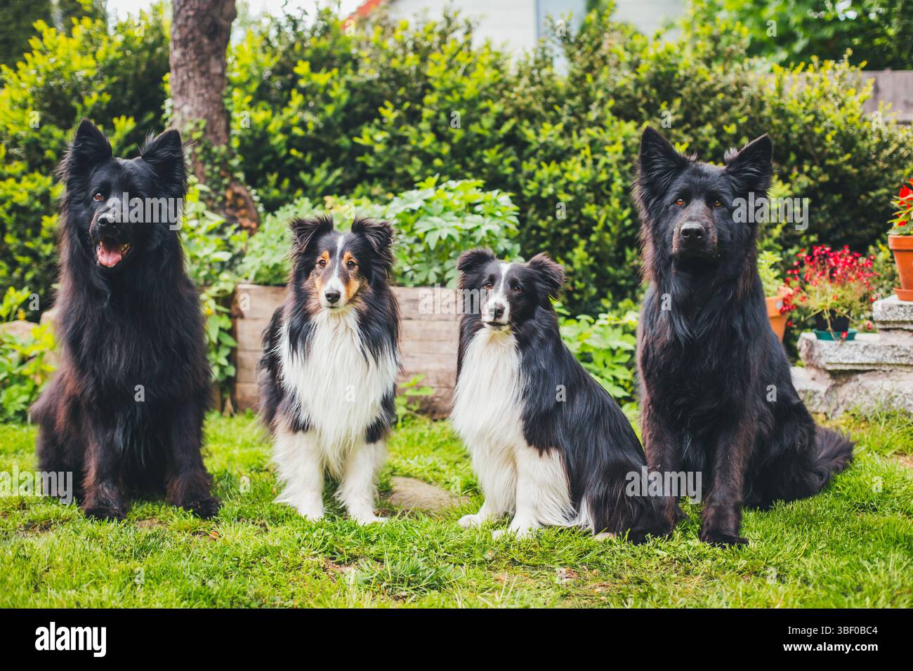 4 Hunde (2 altdeutsche Schäferhunde und 2 Shetland-Schäferhunde) Stockfoto