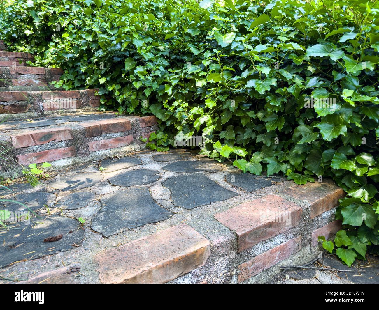 Nahaufnahme alter Steintreppen mit grünen Efeublättern, natürlicher Textur, Sommertageslicht, Pfaddetails im Freien für Hintergrund oder Design. Stockfoto