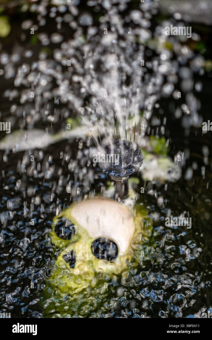 Schädel im Gartenteich unter Springbrunnen Stockfoto