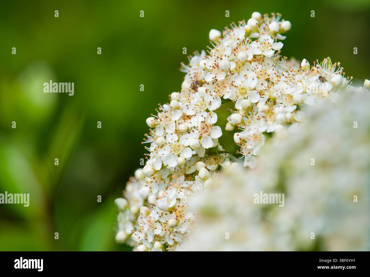 Eine Masse weißer Blumen, die auf einem Pyracantha-Sträucher blühen. Diese Blüten werden schließlich eine Masse roter Beeren produzieren, die bei Vögeln beliebt sind. Stockfoto