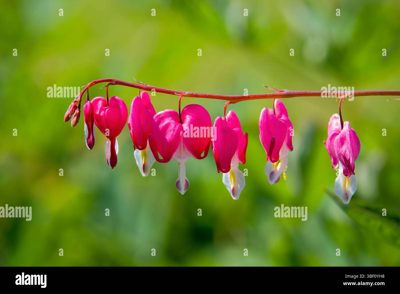 Schöne blutende Herzblumen (Lamprocapnos spectabilis früher Dicentra spectabilis), fotografiert vor einem unscharfen Laubhintergrund Stockfoto