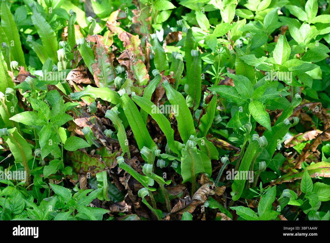Frische neue Wedel von Hart's Zungenfarn, Asplenium scolopendrium im britischen Waldland Mai Stockfoto