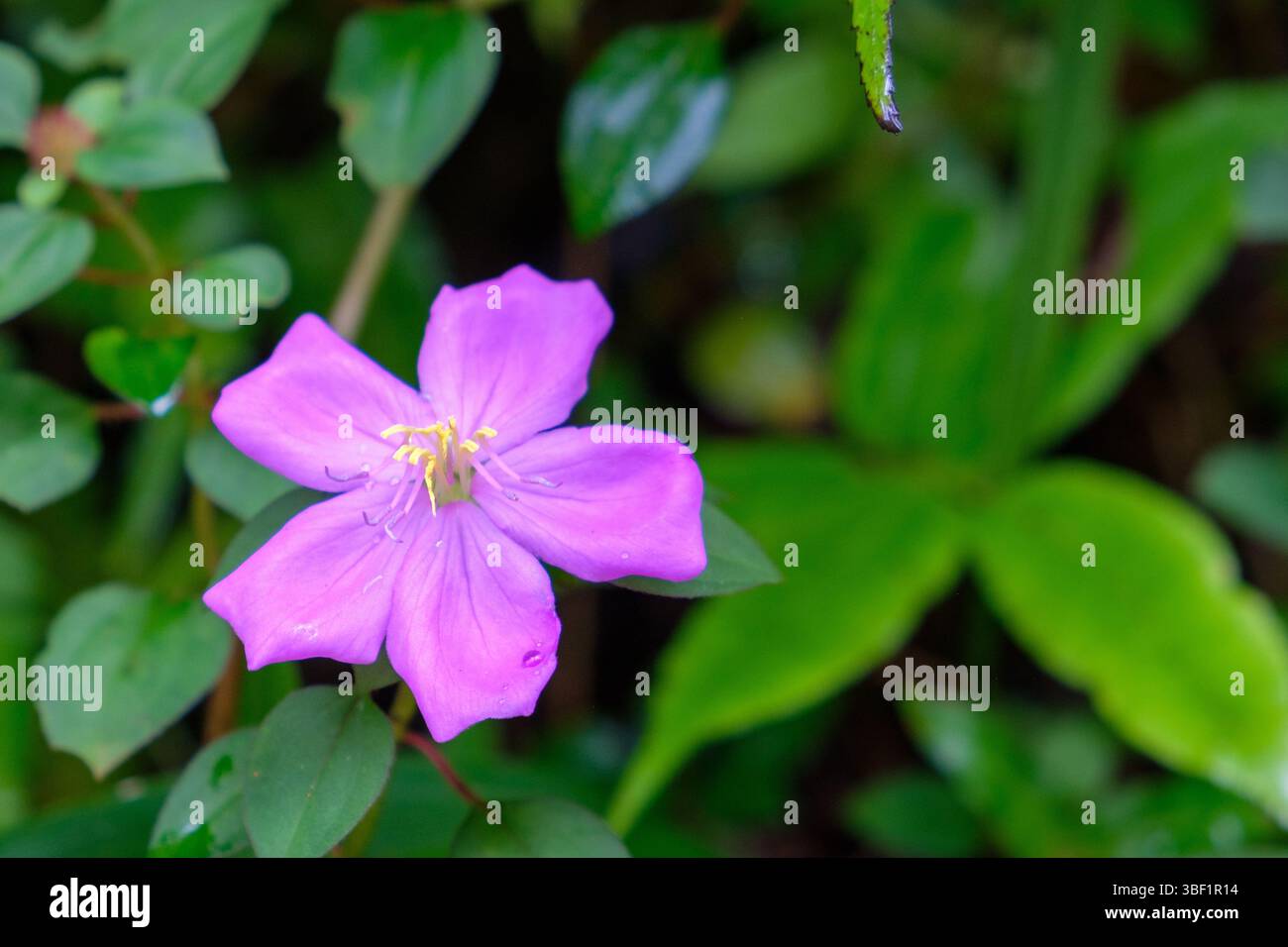 Eine leuchtend violette Blume blüht, deren Blütenblätter sich entfalten und Bestäuber in einem üppigen, grünen Garten anlocken. Stockfoto