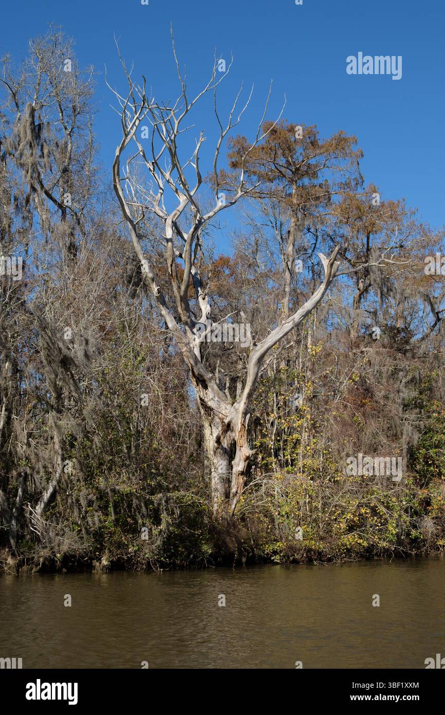 Ein toter Baum steht hoch in einem Sumpfgebiet von Louisiana, bedeckt mit spanischem Moos, eine Erinnerung an den Naturzyklus. Stockfoto