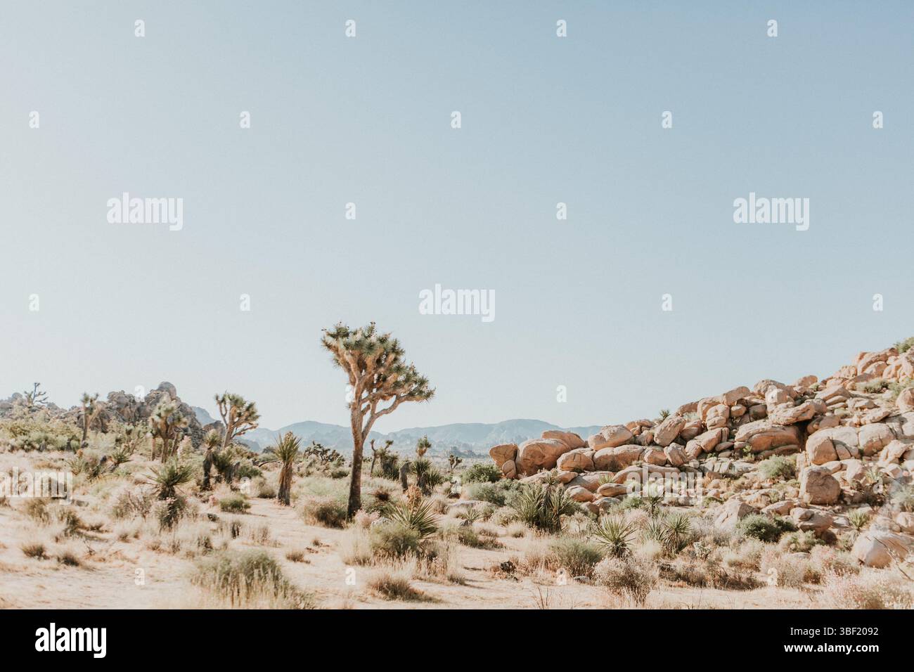 Sonnige Wüstenszene mit Joshua-Bäumen und Felsformationen Stockfoto
