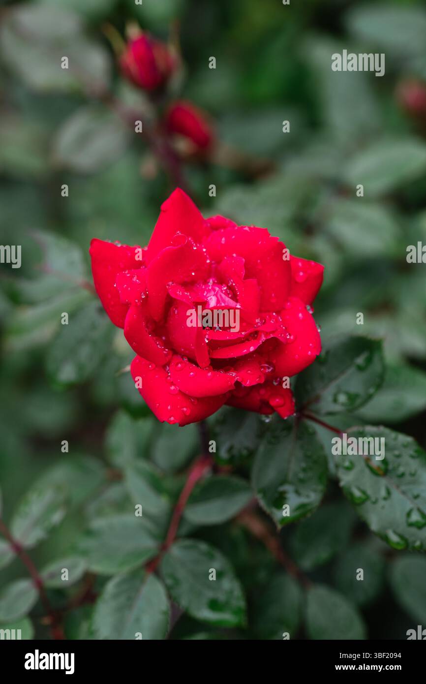 Nahaufnahme einer feuchten Roten Rose, umgeben von Knospen und Blättern Stockfoto