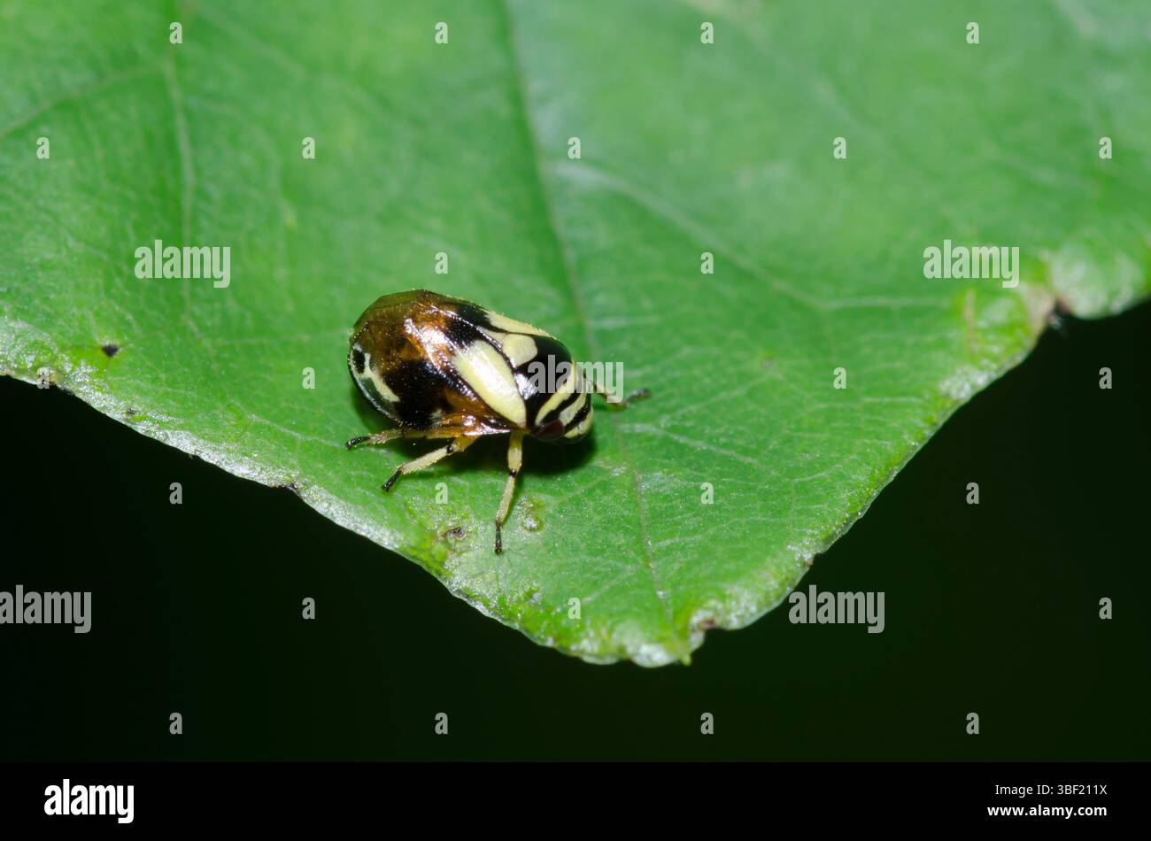 Dogwood Spittlebug, Clastoptera proteus Stockfoto