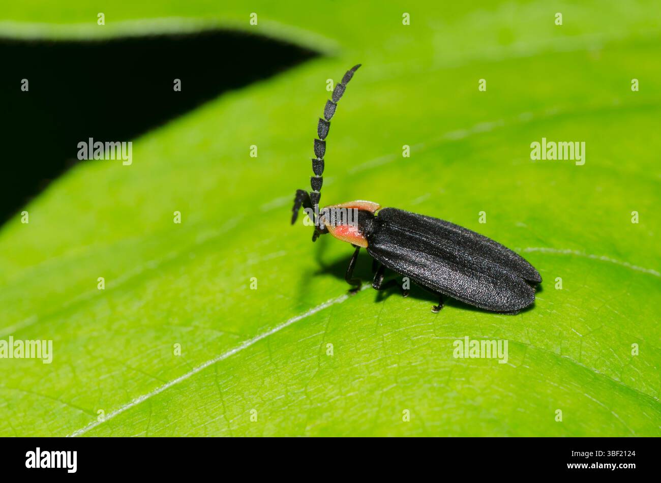 Schwarz Firefly, Lucidota atra Stockfoto