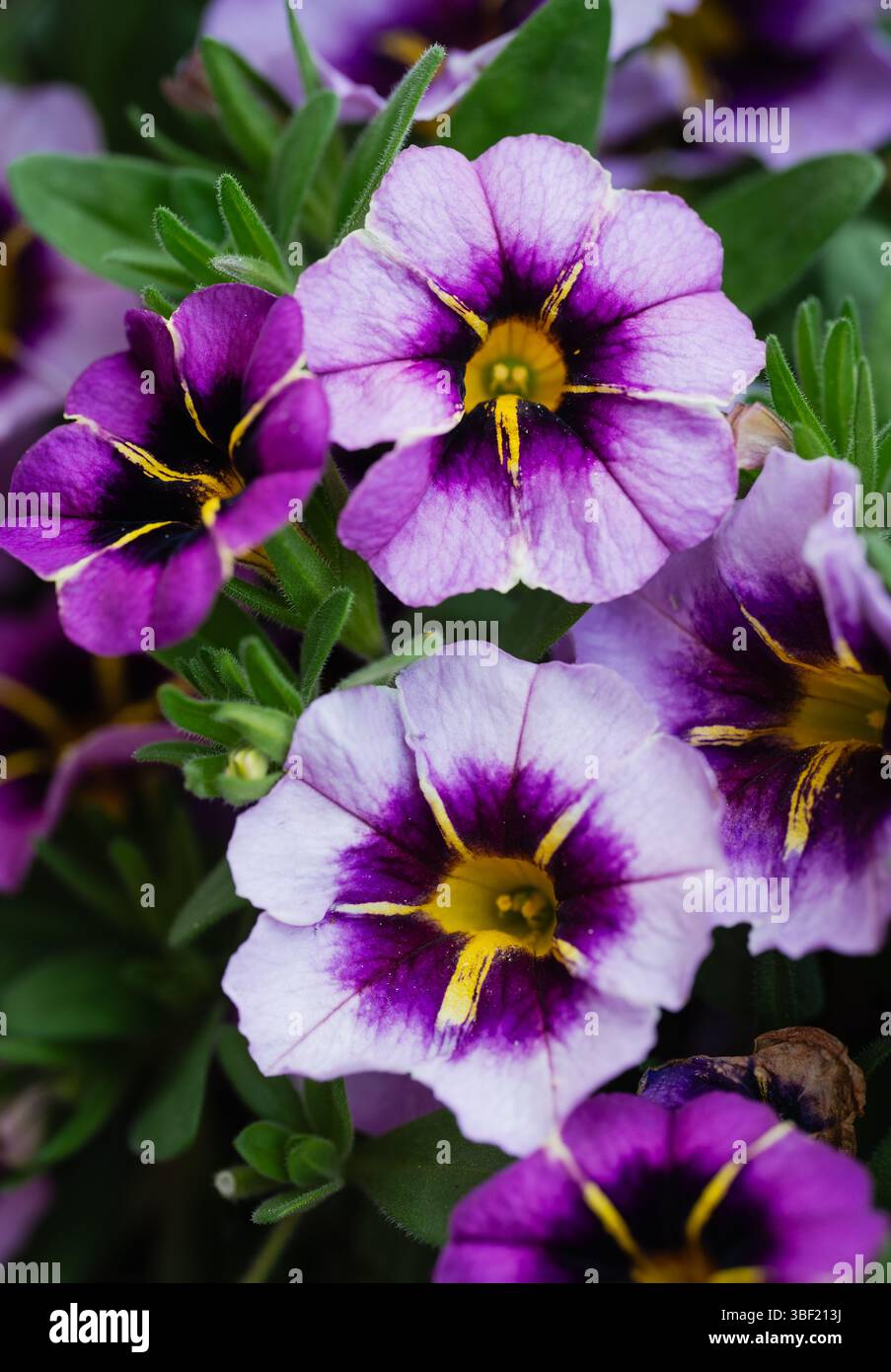 Nahaufnahme von violetten Millionen Glockenblumen mit gelben Akzenten. Stockfoto