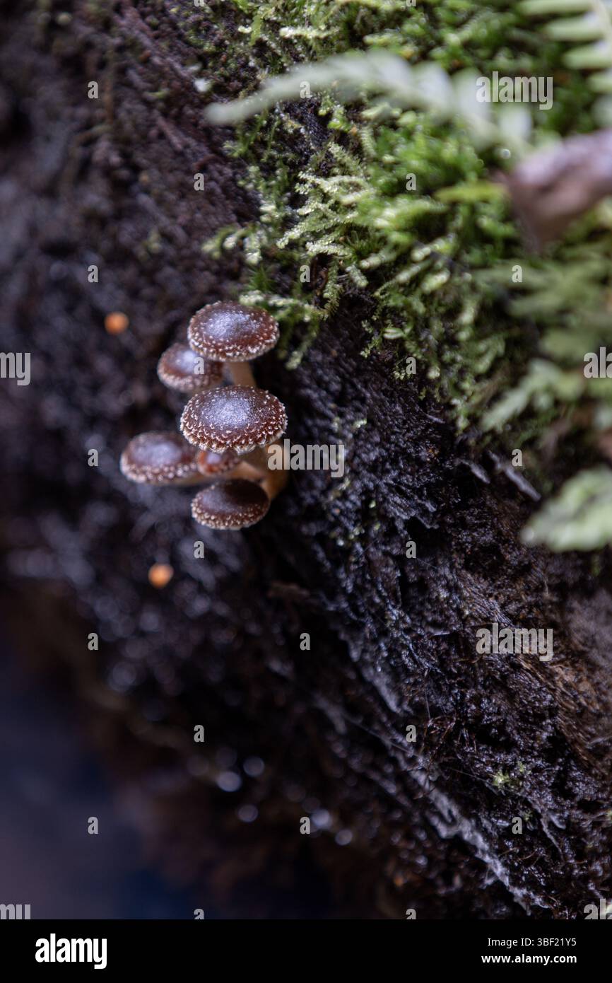 Wilde Pilze, die auf feuchtem, moosigem Baumstamm im Wald wachsen Stockfoto