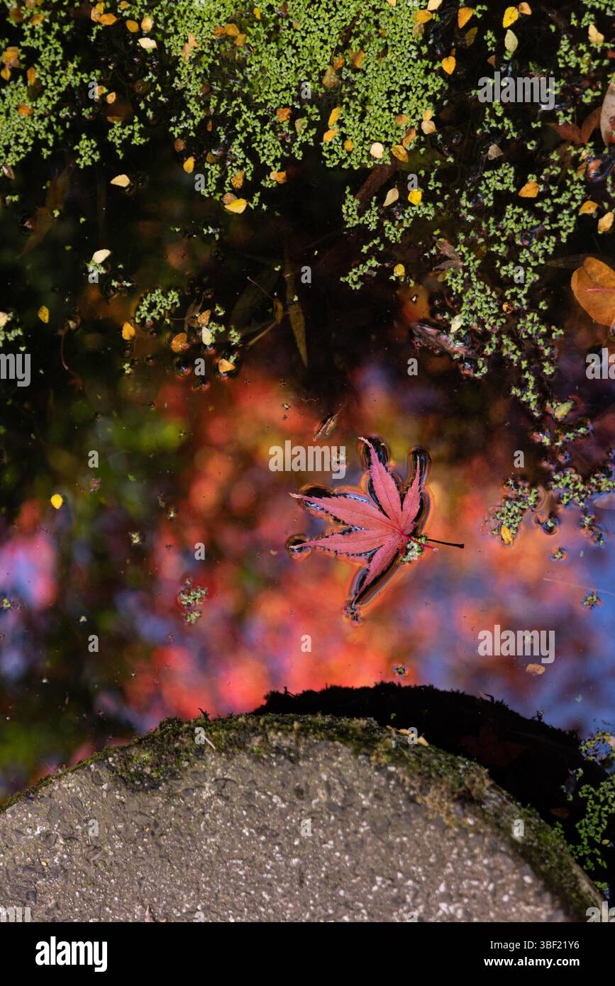 Rotes Ahornblatt auf Wasser, das die Herbstfarben im japanischen Garten reflektiert Stockfoto