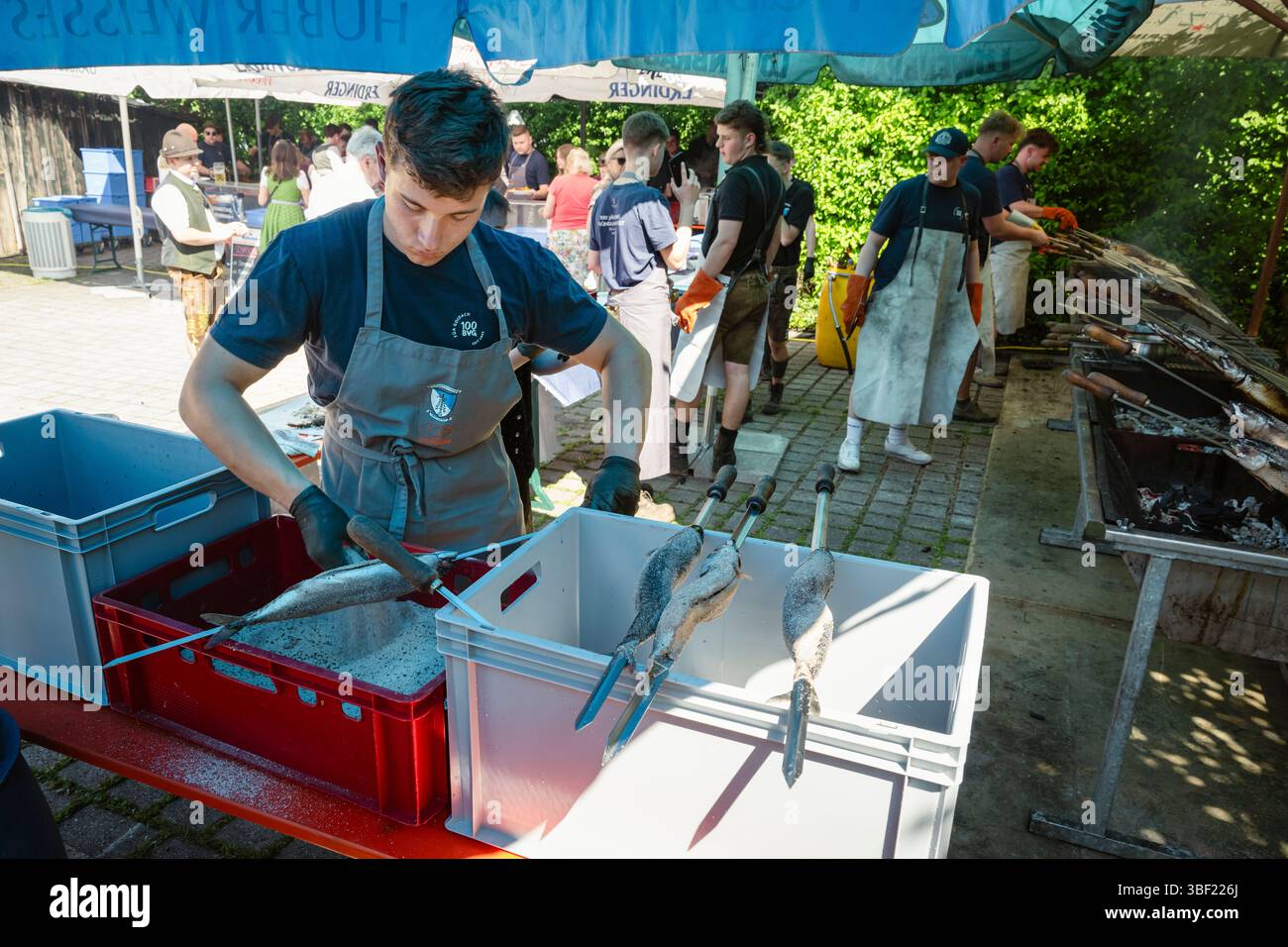 So genannte Steckerlfische - Fisch auf Metallspießen - werden auf einem Festival in Bayern zubereitet und über Holzkohle gegrillt und mit Marinade beschichtet Stockfoto
