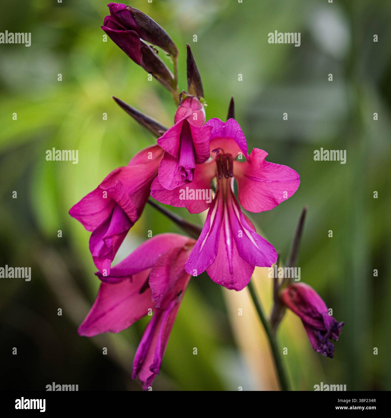 Häufig verbreitete Maisflaggenblüten, auch bekannt als Eastern Gladiolus, oder, Whistling Jack. Stockfoto