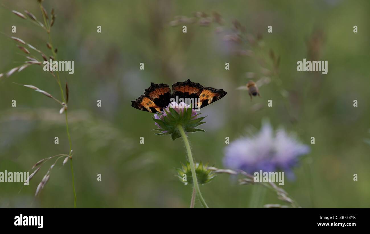 Nahaufnahme eines Schmetterlings auf einer Wildblume in einer natürlichen Wiese Stockfoto
