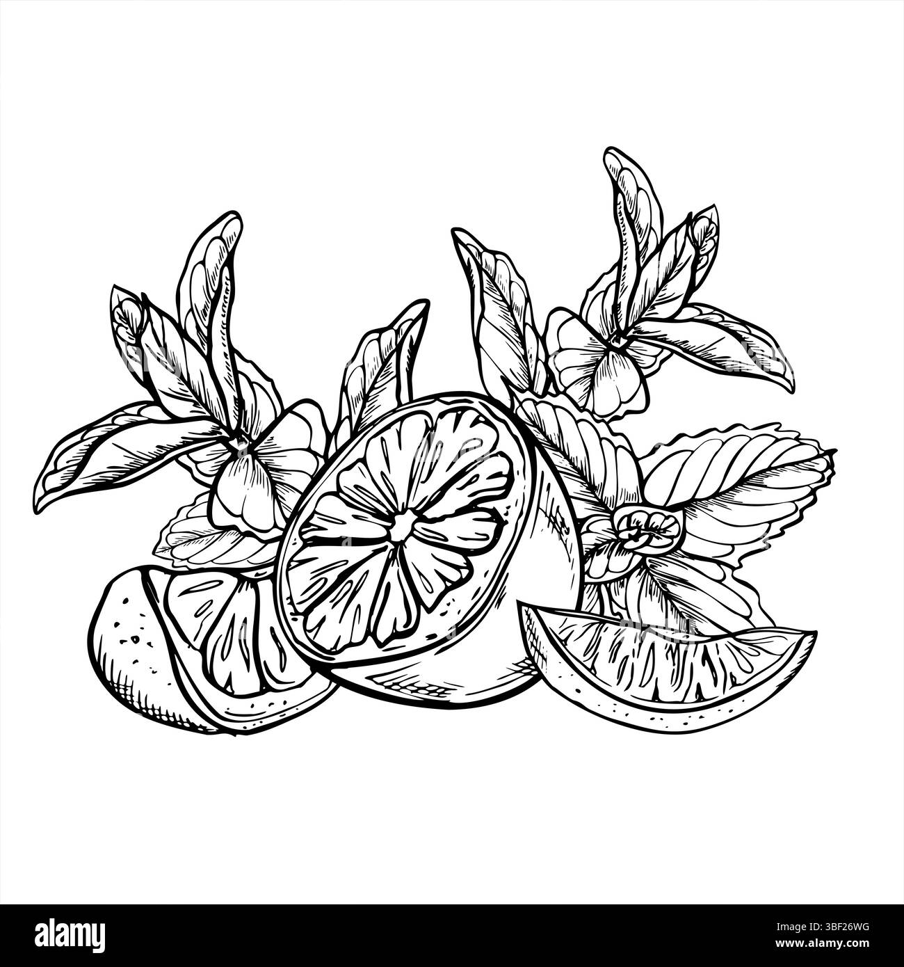 Monochrome Vektor-Zitronen- und Limettenscheiben mit Minze- und melissa-Zweigen Illustration im linearen Stil. Ätzzeichnung von Zitrusfrüchten mit Kräutern für Getränke Stock Vektor