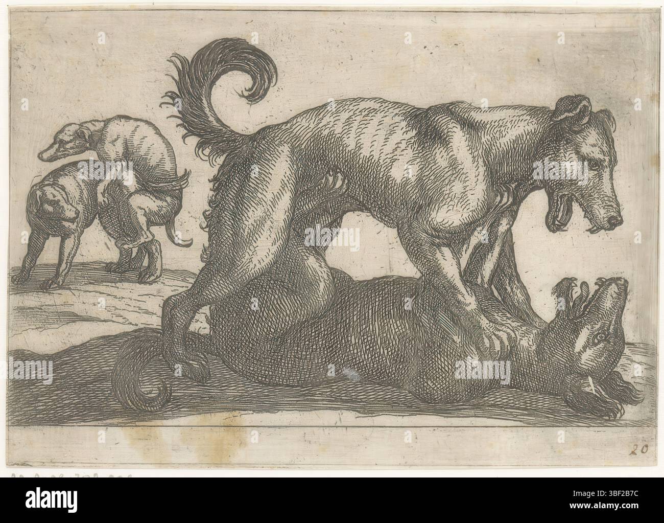 Italien, Tempesta, Antonio, Kampftiere, zwei Sparer- und zwei Kampfhunde, Italien, Recto rechts unten - handgeschrieben in brauner Tinte, Druck, rückseitig - gestempelt, 20, Höhe 93 mm, Breite 130 mm, Italienisch, 1555 - 1630-08-05, Druckmaschine, 1600 - 1600, Papier, Ätzen, Tellerton Stockfoto