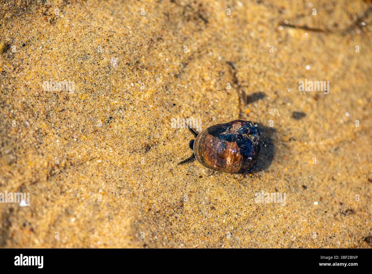 Ein detailliertes Makro-Unterwasserfoto, das Littorina littorea (gewöhnliches Periwinkle) zeigt, wie sie sich aktiv auf einer untergetauchten Oberfläche bewegt. Stockfoto