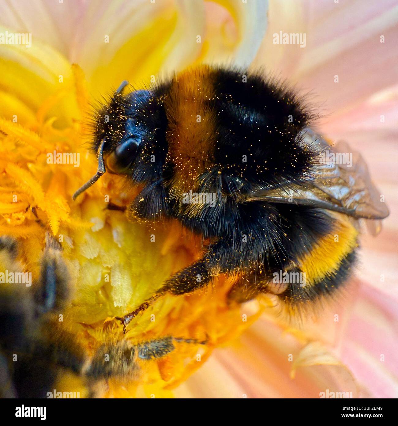 Makroaufnahme einer Hummel, bedeckt mit Pollen in einer Blume Stockfoto