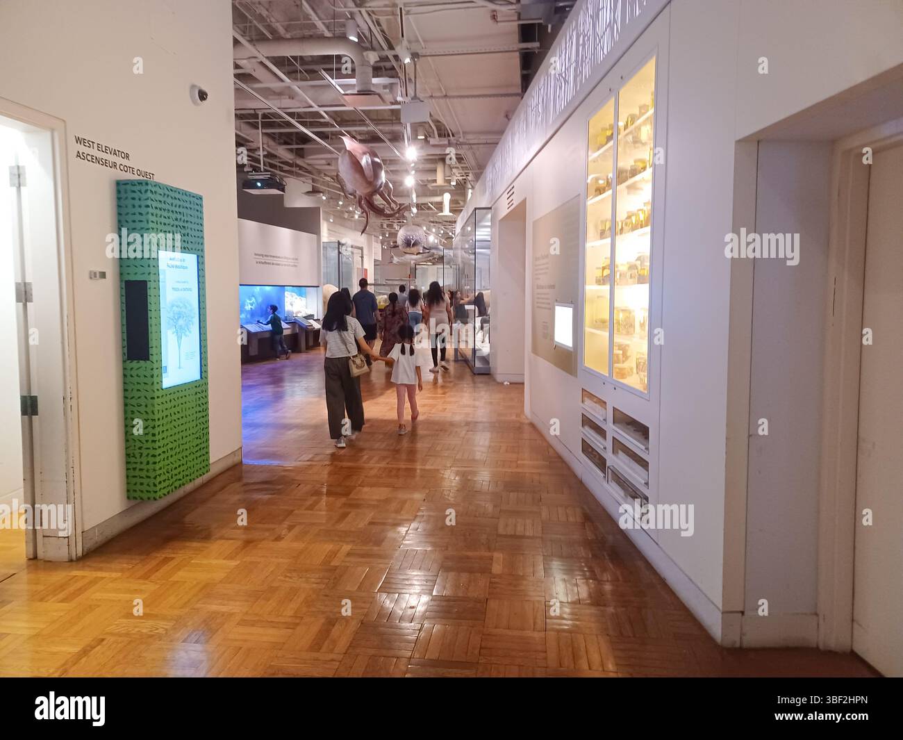 Toronto, ON, Kanada - 18. Dezember 2024: Die Naturhistorischen Sammlungen werden in einer Ausstellung im Royal Ontario Museum ausgestellt. Stockfoto