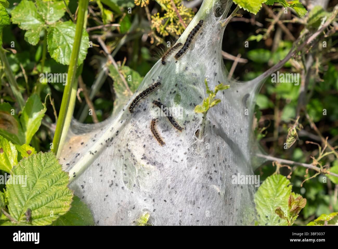 Lakey Moth Raupen auf einem Netz in einer Weißdornhecke Stockfoto