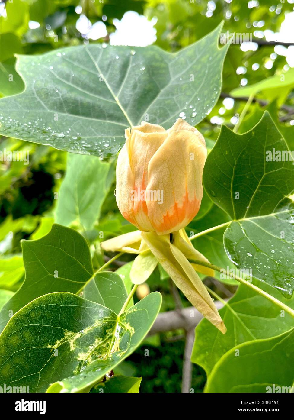 American Tuliptree Liriodendron tulipifera Nahaufnahme eines jungen Frühlingsprossen mit seiner unverwechselbaren Tulpenblüte - Smartphone-aufgenommenes Stockfoto