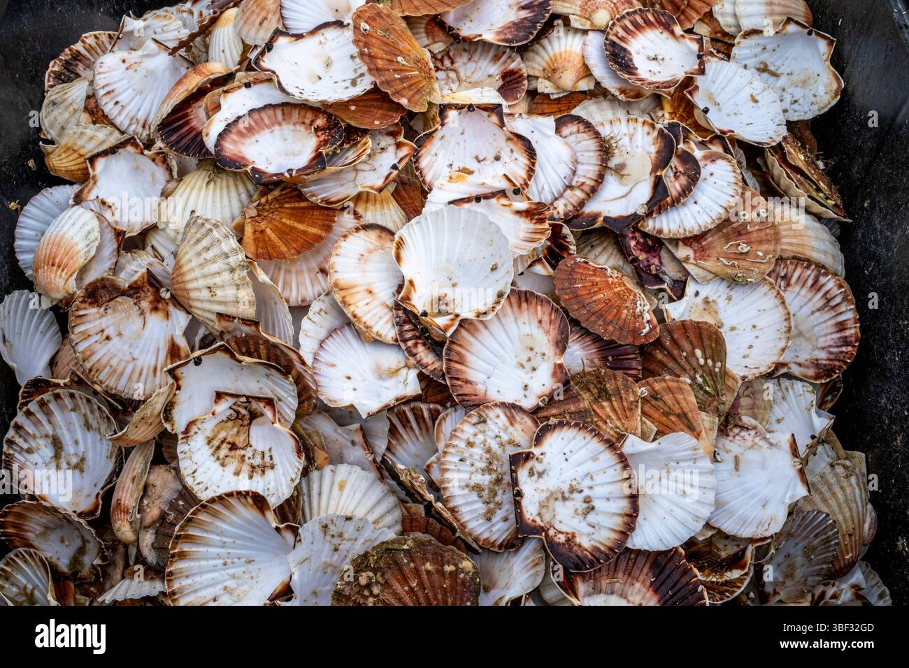 Jakobsmuscheln Auf Dem Fischmarkt Am Samstag In Dieppe, Departement Seine-Maritime, Frankreich. Stockfoto