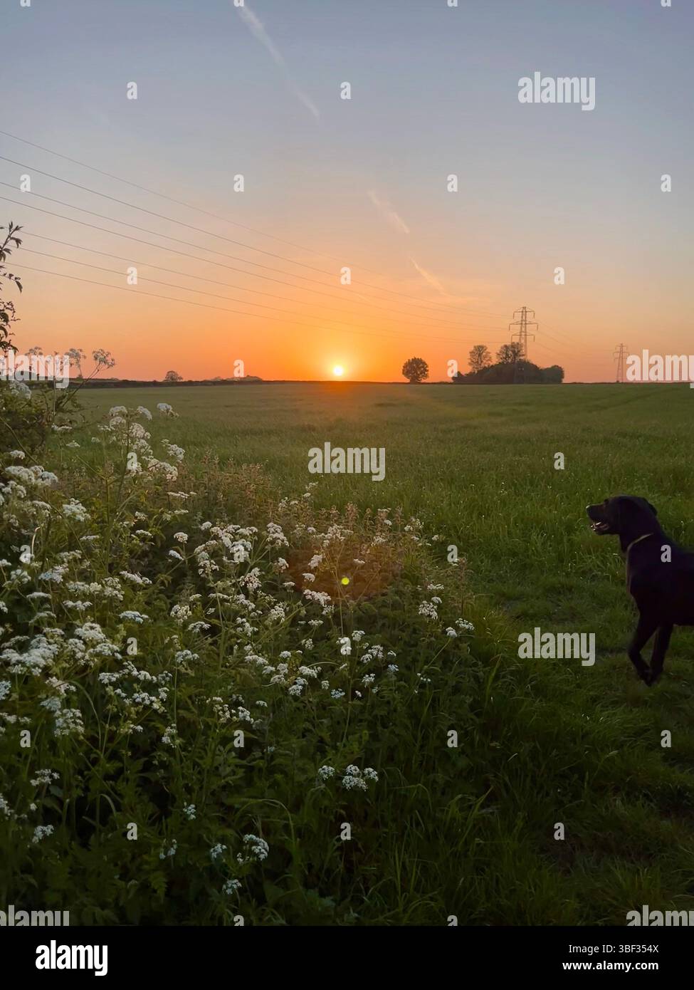 Ein ästhetischer Sonnenuntergang auf der englischen Landschaft mit einem fröhlichen schwarzen labrador, wunderschönen Wildblumen und sanften grünen Feldern. - Smartphone-aufgenommenes Stockfoto