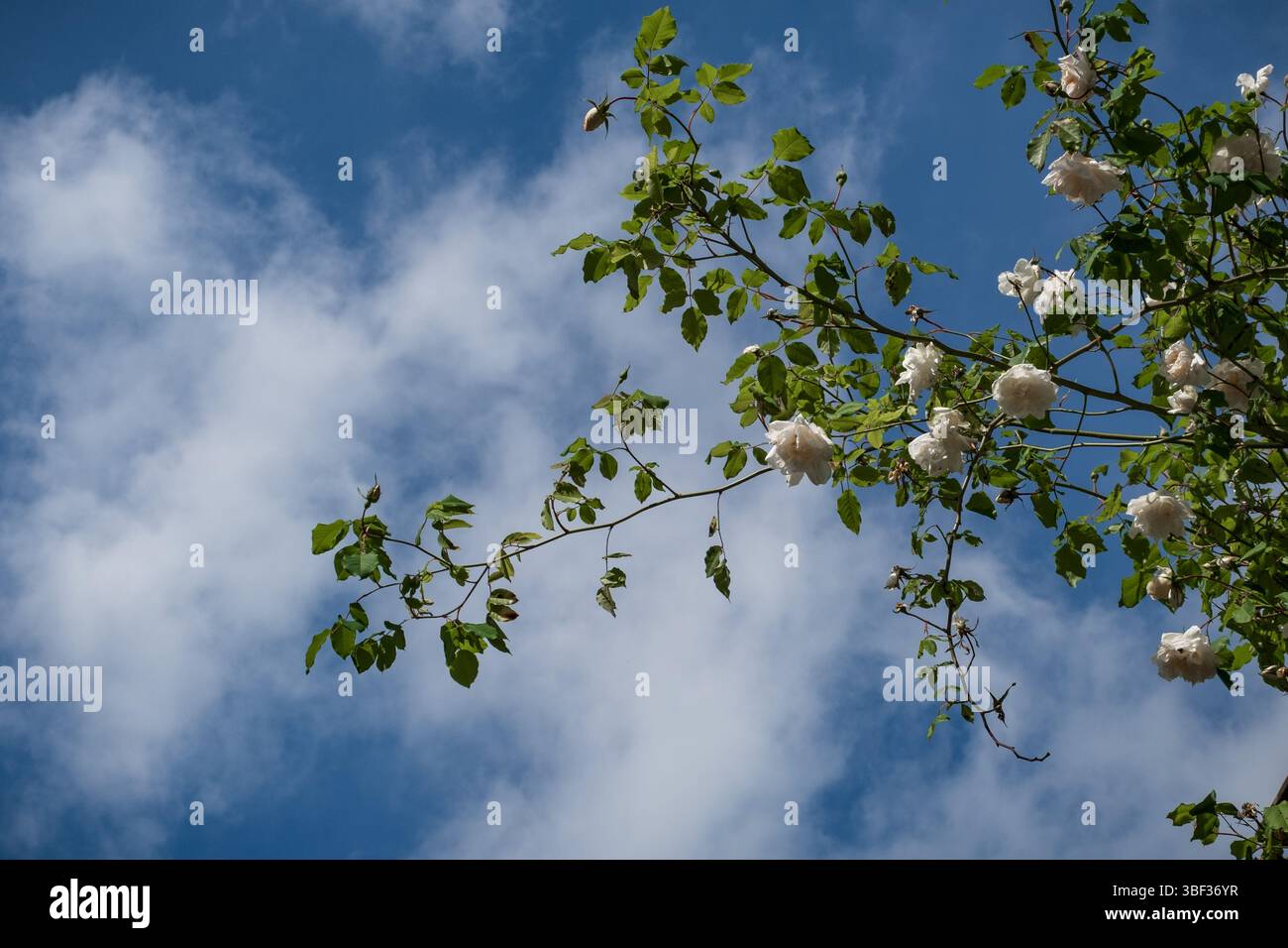 Zweig der weißen Rosenblüten am Himmel Stockfoto