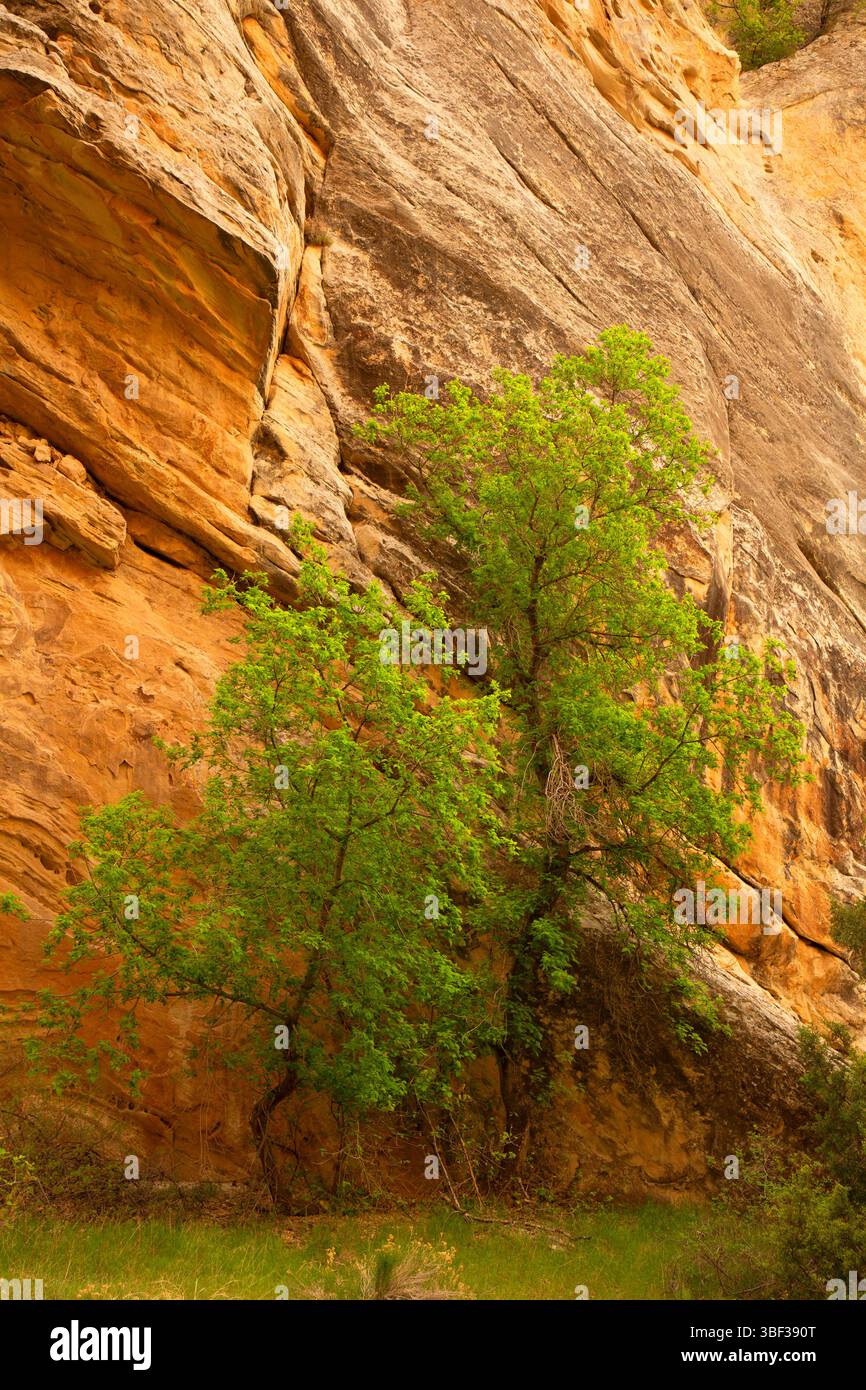 Box Elder entlang des Box Canyon Trail, Dinosaur National Monument, Utah Stockfoto