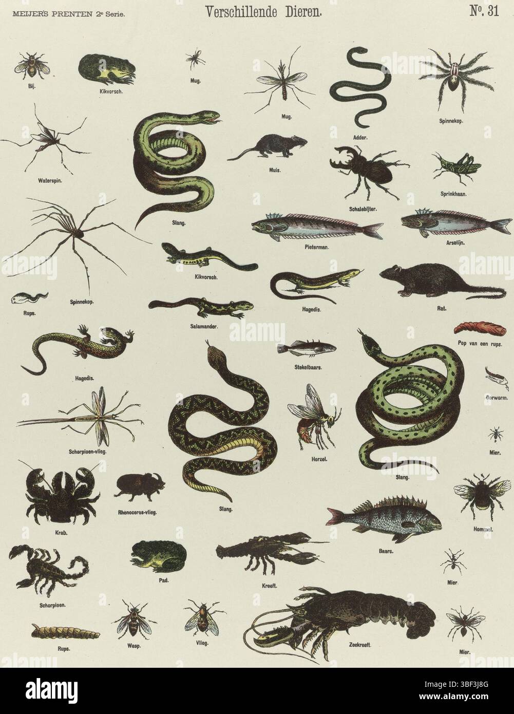 Amsterdam, de Ruyter & Meijer, Meijer's Prints, mehrere Tiere, Amsterdam, verso - gestempelt, Blatt mit 41 Darbietungen von Tieren und Insekten, einschließlich Hummer, Mücken, Fischen, Schlangen und Ameisen. Unter jedem Bild eine Beschriftung. Nummeriert oben rechts: Nr. 31., Druck, Folk Prints, Drucke, Höhe 427 mm, Breite 341 mm, Publikation (Event), Publikation, Niederländisch, Verlag, 1874 - 1874, Papier, Farblithographie (Verfahren), Buchdruck, Printmaker, Printmaker Stockfoto