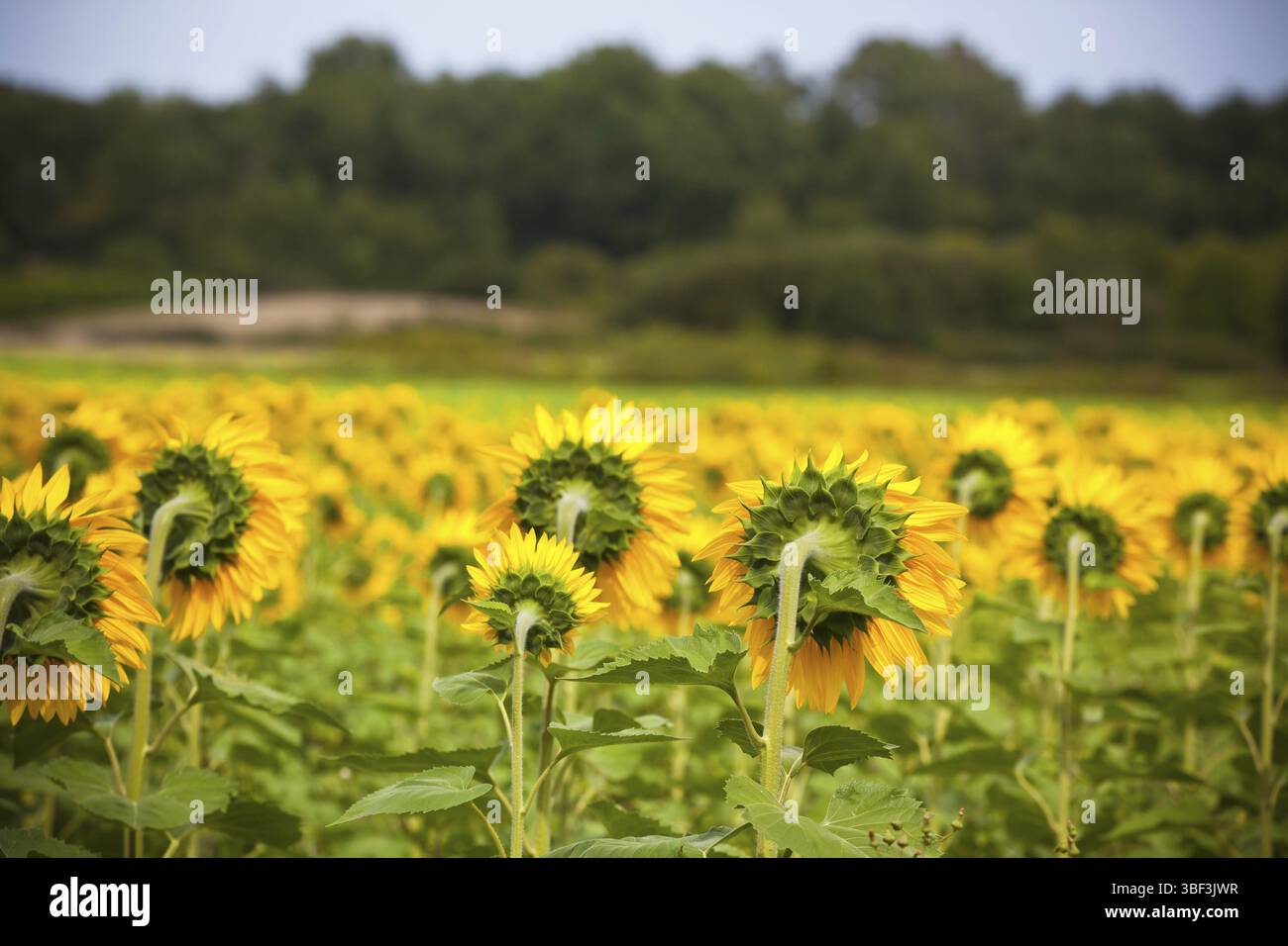 Sonnenblumen Feld auf dem Lande. Horizontalen Schuss Stockfoto