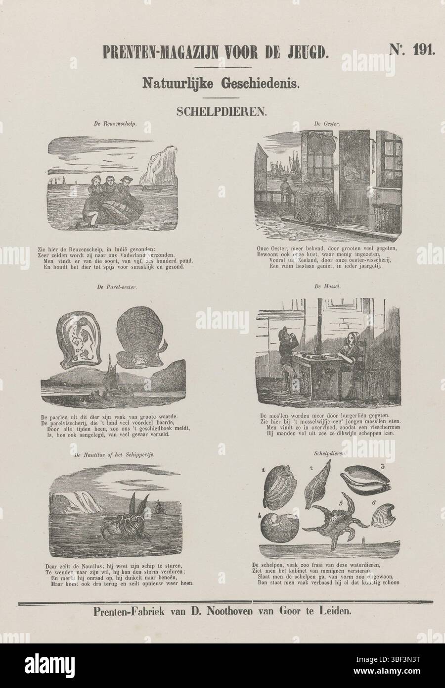 Niederlande, Leiden, Noothoven van Goor, Dirk, Naturgeschichte, Drucklager für Jugendliche, Muscheltiere, Niederlande, verso - gestempelt, Blatt mit 6 Bildern von Muscheln. Über jedem Bild ein Titel, unter jedem Bild ein vierzeiliger Vers. Nummeriert oben rechts: Nr. 191, Druck, Folk Print, Folk Prints, Prints, Höhe 427 mm, Breite 310 mm, Publikation (Ereignis), Publikation, Verlag, 1850 - 1881, Papier, Holzstich, Buchdruck, Buchdruck, Printmaker, Printmaker Stockfoto