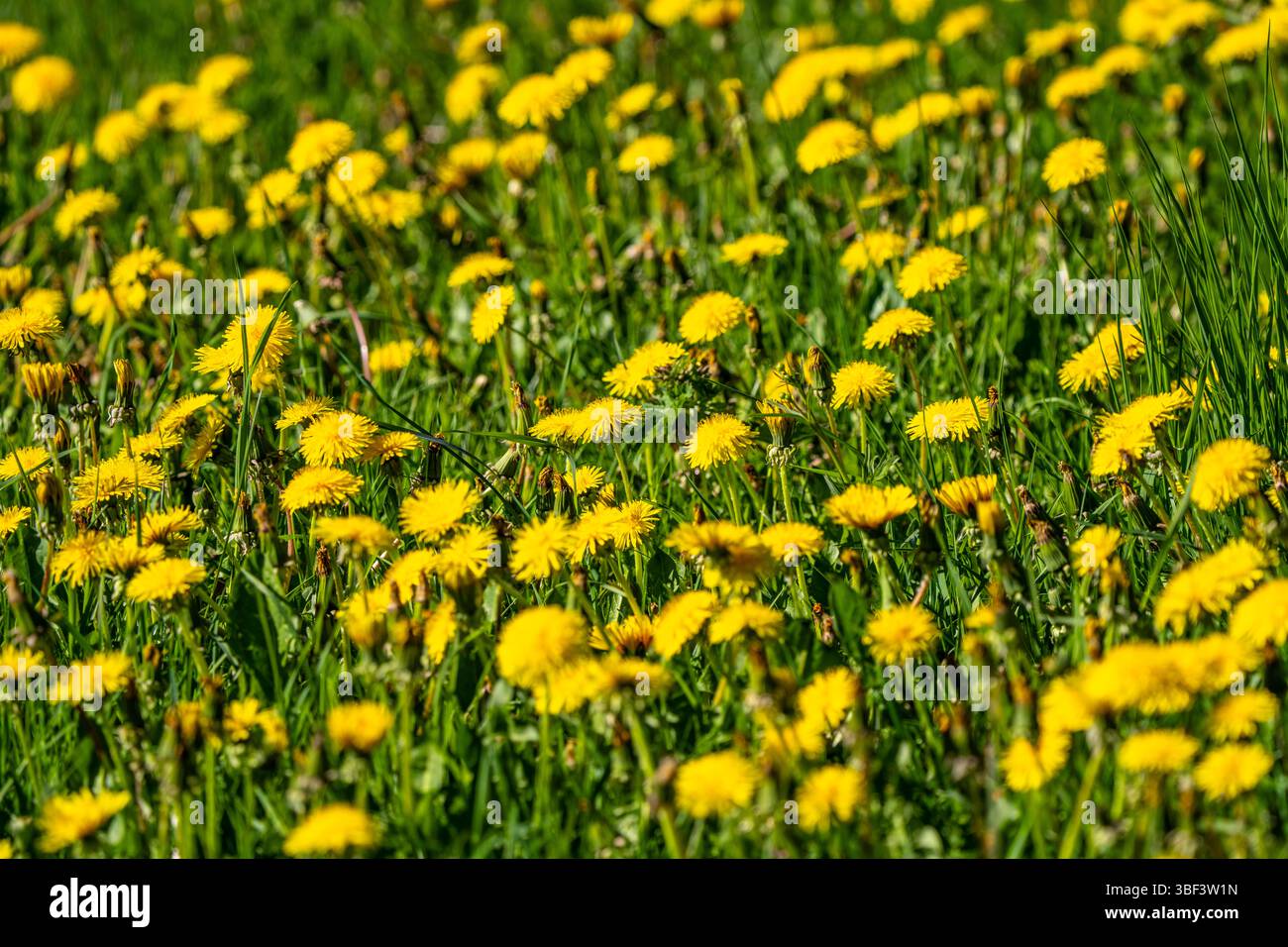 Wiese mit Löwenzahn, Taraxacum, gelbe Blüten, Frühling, Landschaft im Sauerland, Nordrhein-Westfalen, Deutschland Stockfoto
