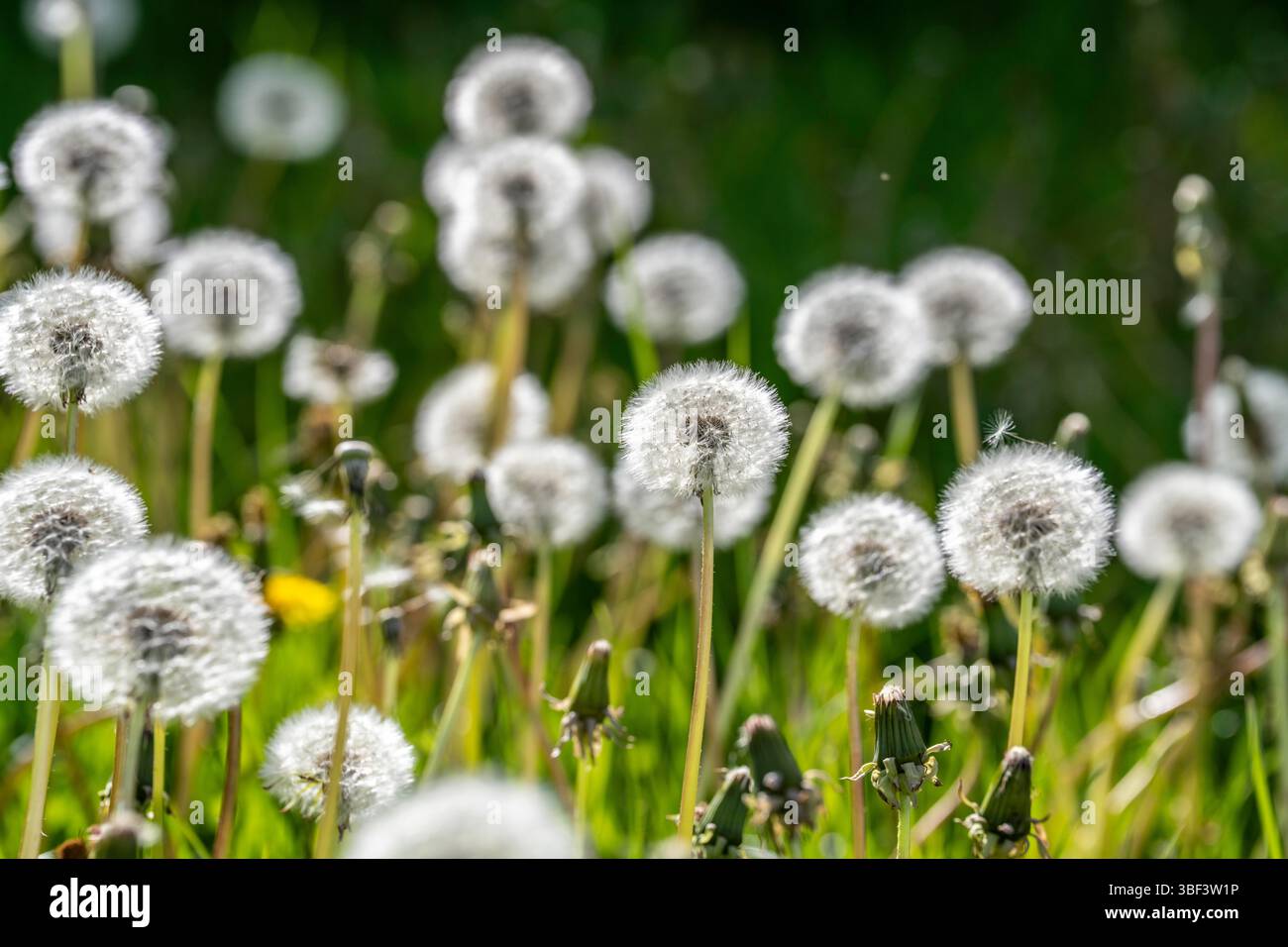 Wiese mit Löwenzahn, Taraxacum, gelbe Blüten, Frühling, Landschaft im Sauerland, Nordrhein-Westfalen, Deutschland Stockfoto
