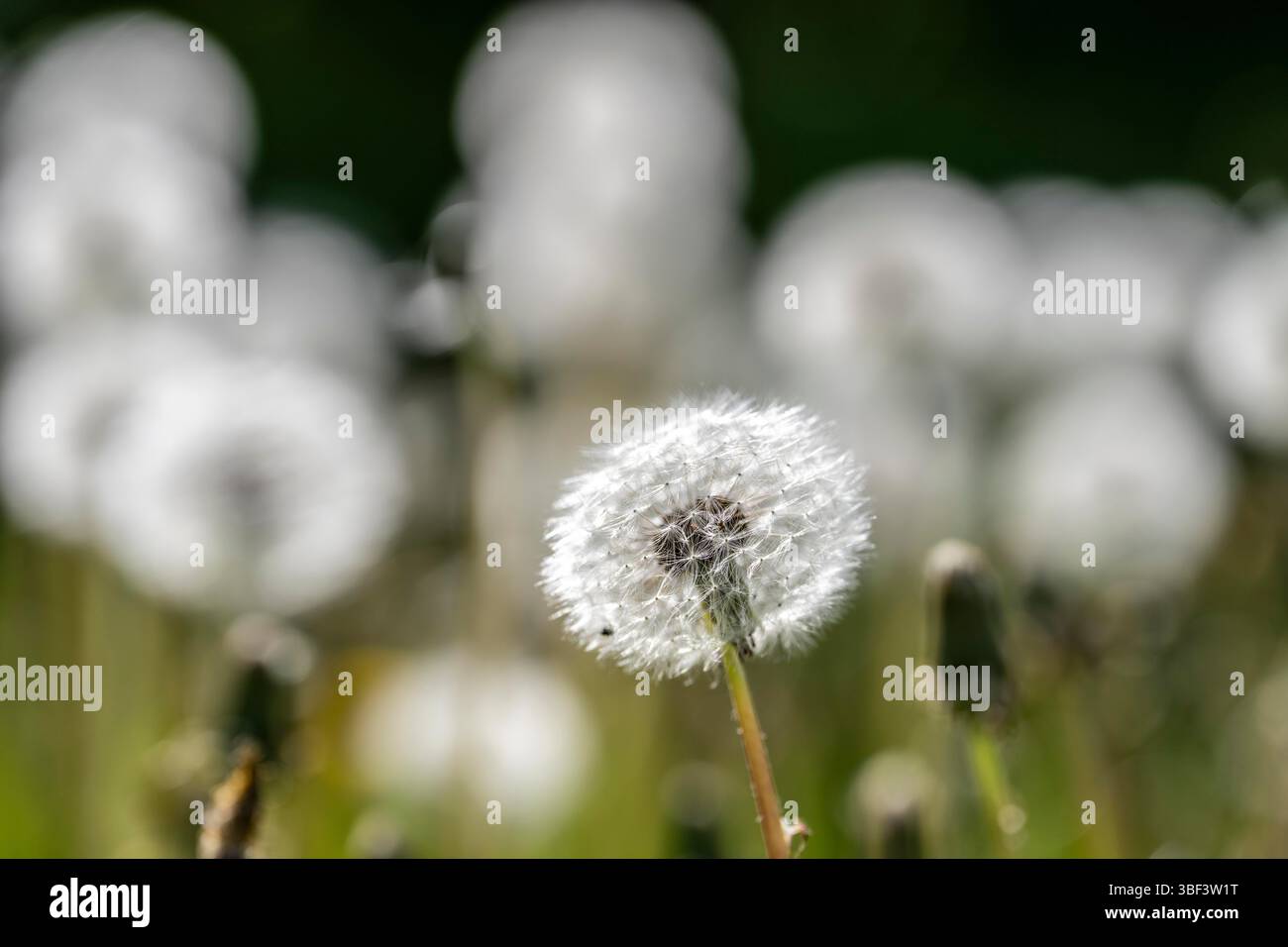 Wiese mit Löwenzahn, Taraxacum, gelbe Blüten, Frühling, Landschaft im Sauerland, Nordrhein-Westfalen, Deutschland Stockfoto