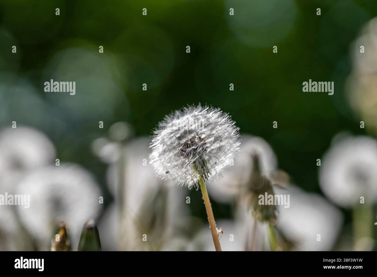 Wiese mit Löwenzahn, Taraxacum, gelbe Blüten, Frühling, Landschaft im Sauerland, Nordrhein-Westfalen, Deutschland Stockfoto