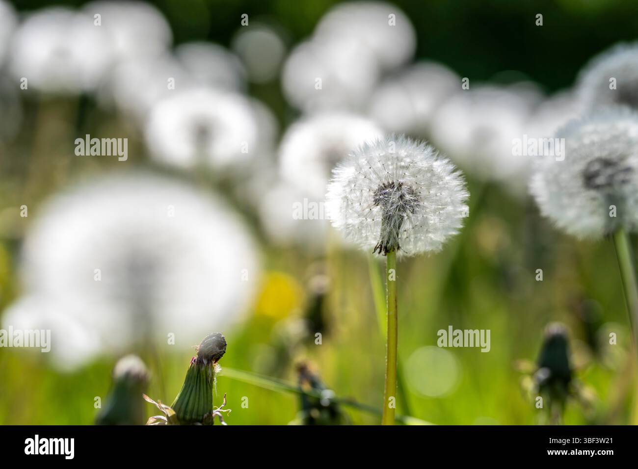 Wiese mit Löwenzahn, Taraxacum, gelbe Blüten, Frühling, Landschaft im Sauerland, Nordrhein-Westfalen, Deutschland Stockfoto