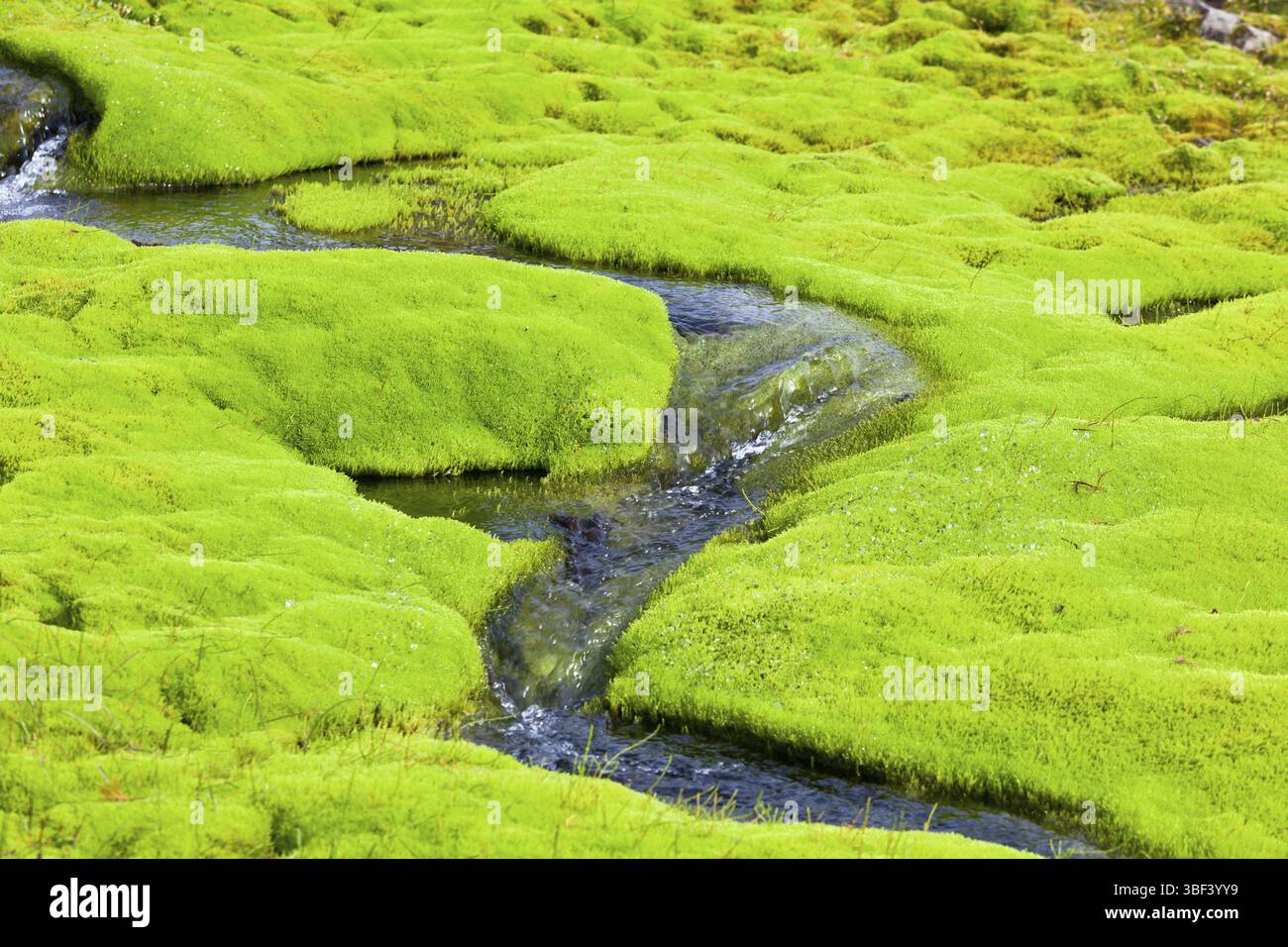 Island kleinen Baches mit grünem Moos. Horizontale Schuß Stockfoto