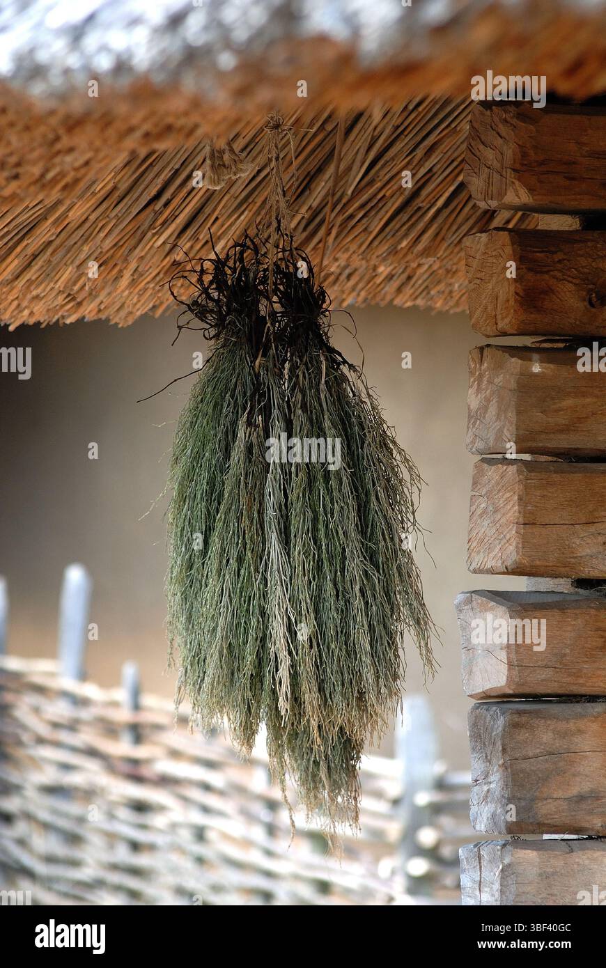 Bündel getrockneter Kräuter unter einem Strohdach – traditionelle Konservierungsmethode Stockfoto