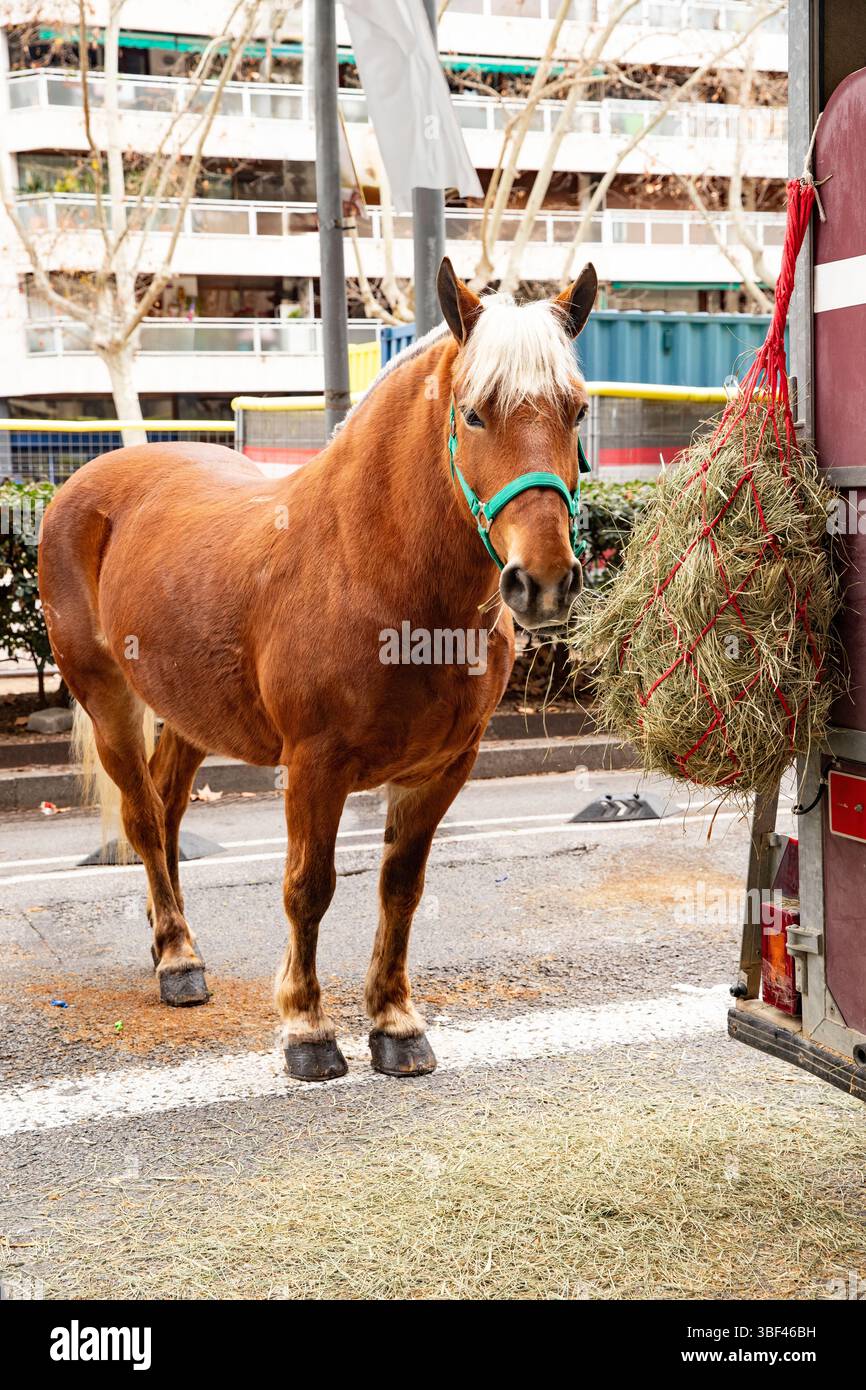 Niedliches Pferd mit Zügeln in der Nähe von Heu Stockfoto