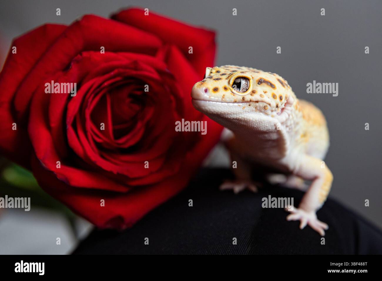 Wunderschönes Eublefar lächelt süß. Drache mit rotem Rosenhintergrund für Postkarte Stockfoto