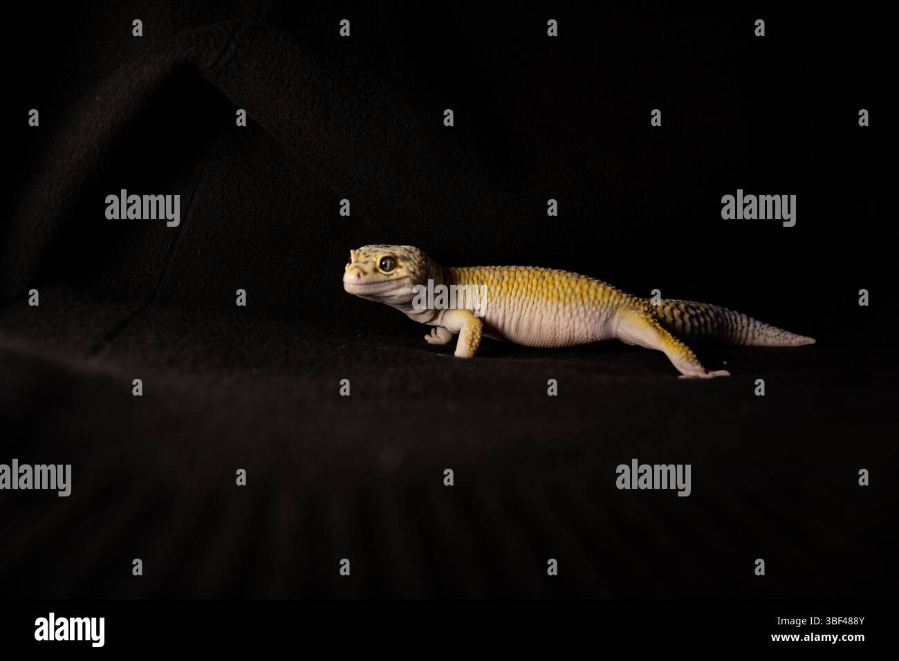 Charmanter Eublephorus mit schönen Augen auf schwarzem Hintergrund, der die Welt um ihn herum studiert. Stockfoto